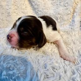 Eagle - Brown and white male Cocker Spaniel puppy in Camp Douglas, Wisconsin from Bluff Country Cockers