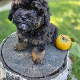 Poodle puppies from BirchBark Poodles
