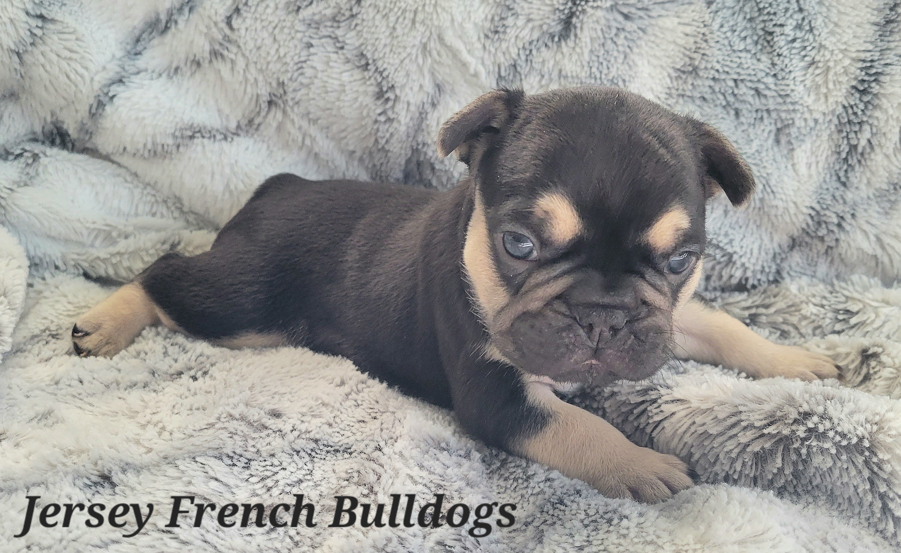 French Bulldog Puppies from Jersey French Bulldogs