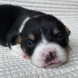 Peach - Black and tan female Pembroke Welsh Corgi puppy in Lake City, Minnesota from Lake Pepin Corgi's