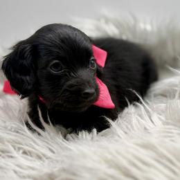 AKC Purple Girl - Black female Dachshund puppy in Bartlesville, Oklahoma from OkieDokieDox