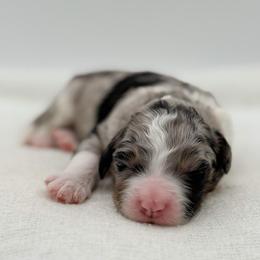 Cordelia - Blue merle female Bernedoodle puppy in Bellville, Ohio from Bernedoodle Buddies