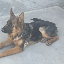 Bruno - Black and red male German Shepherd puppy in Perris, California from Aguilera's Puppies