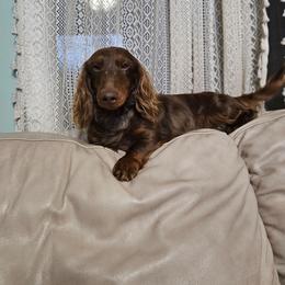 Woody - Dachshund