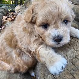 Jasper - Champagne male Maltipoo puppy in Utica, Ohio from Poodle Me Crazy