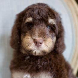 Brownie - Phantom male Bernedoodle puppy in Queen Creek, Arizona from Dulcito Doodles