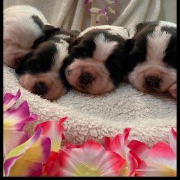 Saint Bernard Puppies from Fletchers Saints