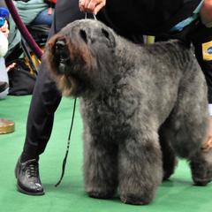 Bouvier des Flandres from Sleeping Lady Bouviers