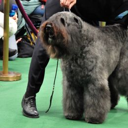 Bouvier des Flandres from Sleeping Lady Bouviers