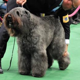 Bouvier des Flandres from Sleeping Lady Bouviers