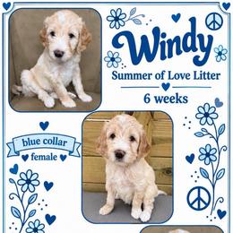 Windy - Cream female Goldendoodle puppy in Frostproof, Florida from Lover Dover Doodles