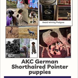 German Shorthaired Pointer Puppies from Mill Creek GSP
