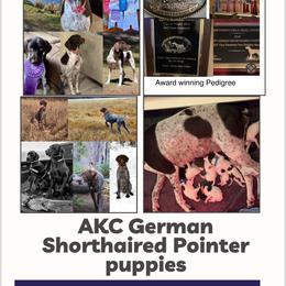 German Shorthaired Pointer Puppies from Mill Creek GSP