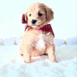 Dreama - Yellow and white female Bernedoodle puppy in Mc Kee, Kentucky from Jackson County Doodles