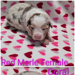Coral - Red merle female Australian Shepherd puppy in Squaw Valley, California from A&M Australian Shepherds
