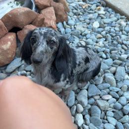 Stormi - Dachshund