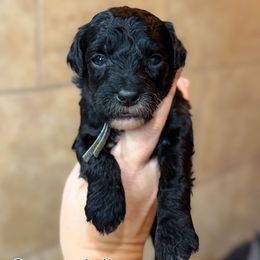 Cornstalk - Black and white male Sheepadoodle puppy in Wharton, Texas from Little Fur Friends