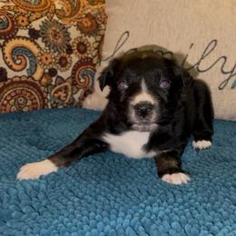Orion - Black tri-color male Australian Shepherd puppy in Piedmont, Oklahoma from HeartDriven Aussies