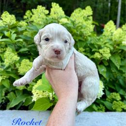 Rocket - Yellow and white male Bernedoodle puppy in Midland, Michigan from Northern Charm Farm