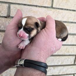 Alvin - Red and white male American Corgi puppy in Centerville, Tennessee from Katerina's American Corgis