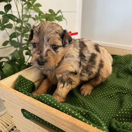 Captain Hook - Sable merle male Bordoodle puppy in Valley Center, California from Circle R Valley Bordoodls