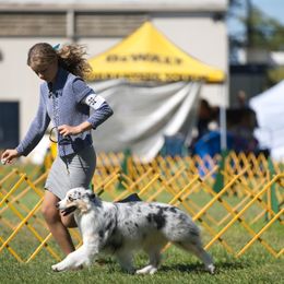 Dusty - Australian Shepherd