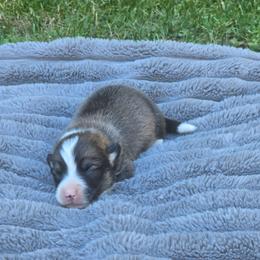 No Collar Male - Sable male Pembroke Welsh Corgi puppy in Tenino, Washington from LoneStar Corgis NW