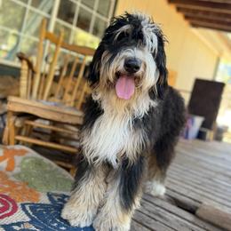 Dukie - Bernedoodle