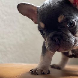 French Bulldogs from Family of Frenchies