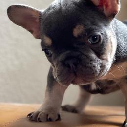 French Bulldogs from Family of Frenchies