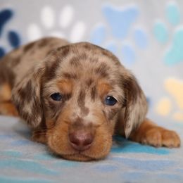 Charlie - Dapple male Dachshund puppy in Red Bud, Illinois from Midwest Miniature Dachshunds