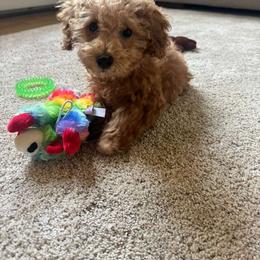 Maltipoo Puppies from Awwws-n-Pawws