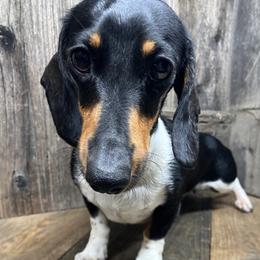 Annie - Dachshund