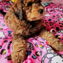 Kaia - Bernedoodle