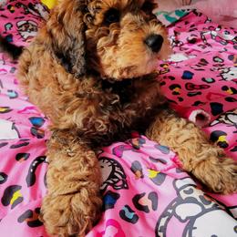 Kaia - Bernedoodle