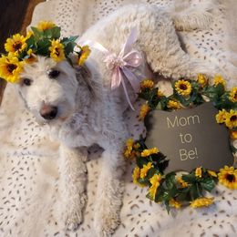 Goldendoodle and Sheepadoodle Puppies from Major League Doodles