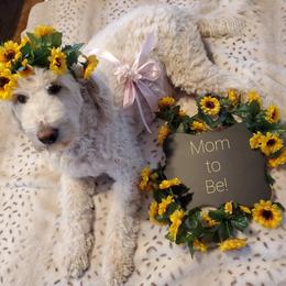 Goldendoodle and Sheepadoodle Puppies from Major League Doodles