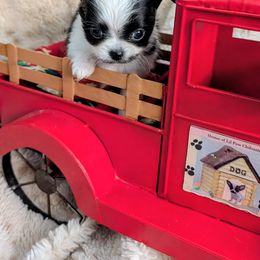 Cole - Black and white male Chihuahua puppy in Leominster, Massachusetts from House of Lil  Paw