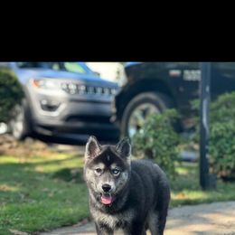 Pup Pup - Siberian Husky