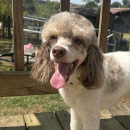 Poodles from Barren River Bernedoodles and Poodles