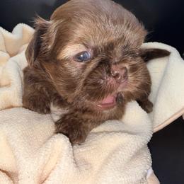 Liver Boy - Liver male Shih Tzu puppy in Albany, New York from Precious Shihpoo’s and Luxurious Shih Tzu’s