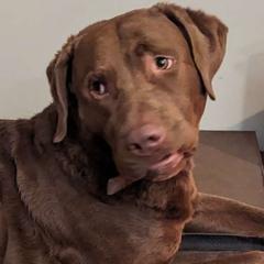 Clark - Chesapeake Bay Retriever