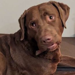 Clark - Chesapeake Bay Retriever