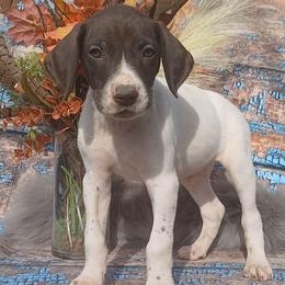 Boy 7 - White and liver male German Shorthaired Pointer puppy in Laporte, Minnesota from Northern Odyssey Gun Dogs