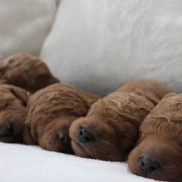 Goldendoodles from Goldendoodles Of Naples
