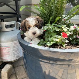 Bernedoodle Puppies from Heartland Kennels