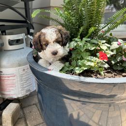 Bernedoodle Puppies from Heartland Kennels