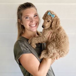 Bernedoodle, Goldendoodle, and Poodle Puppies from Central Valley Canine Companions