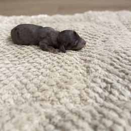 Dapple - Dapple male Dachshund puppy in Crestview, Florida from Neverending Dachies