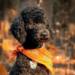 Mary - Poodle